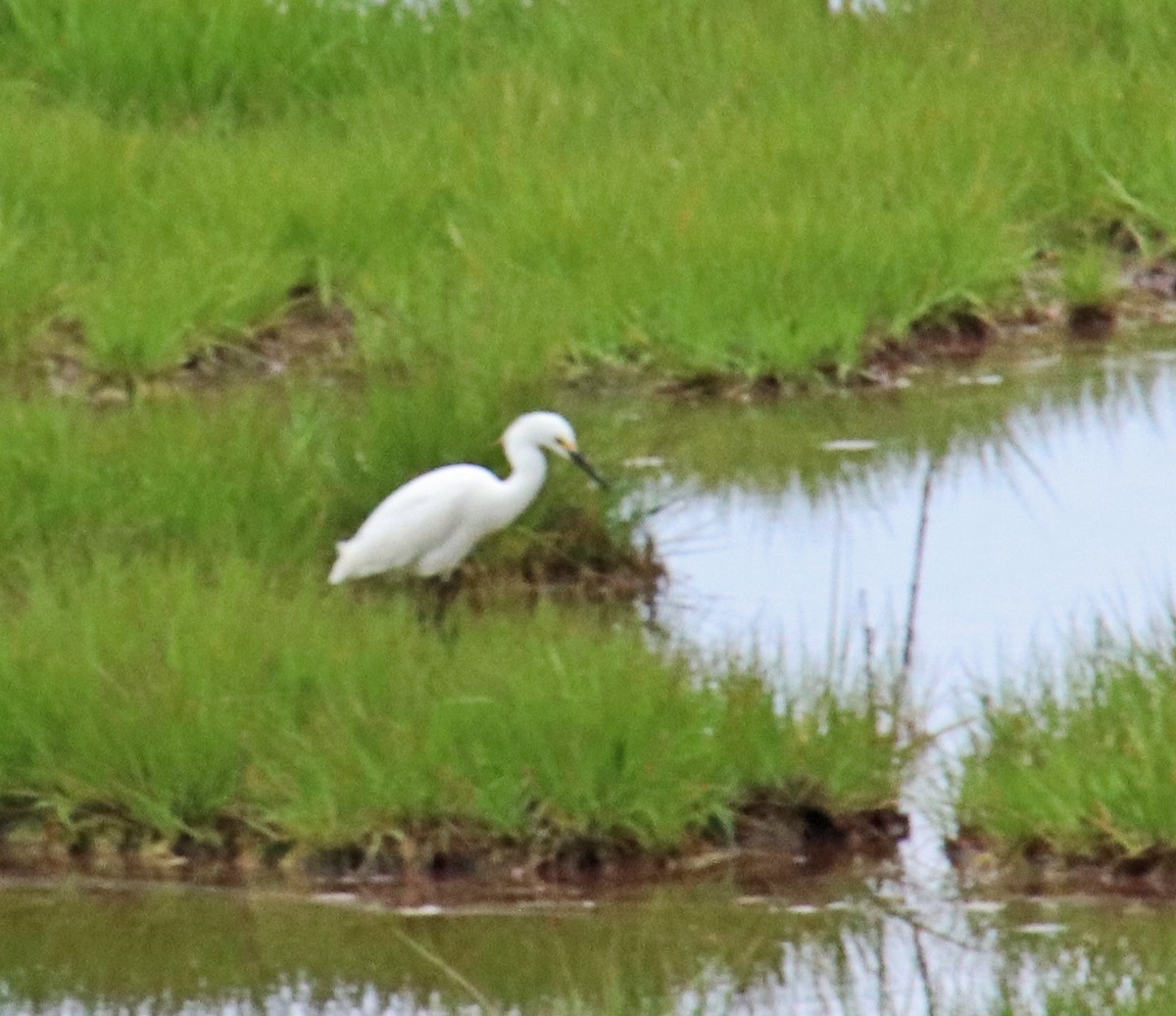 Snowy Egret - Tom Nolan