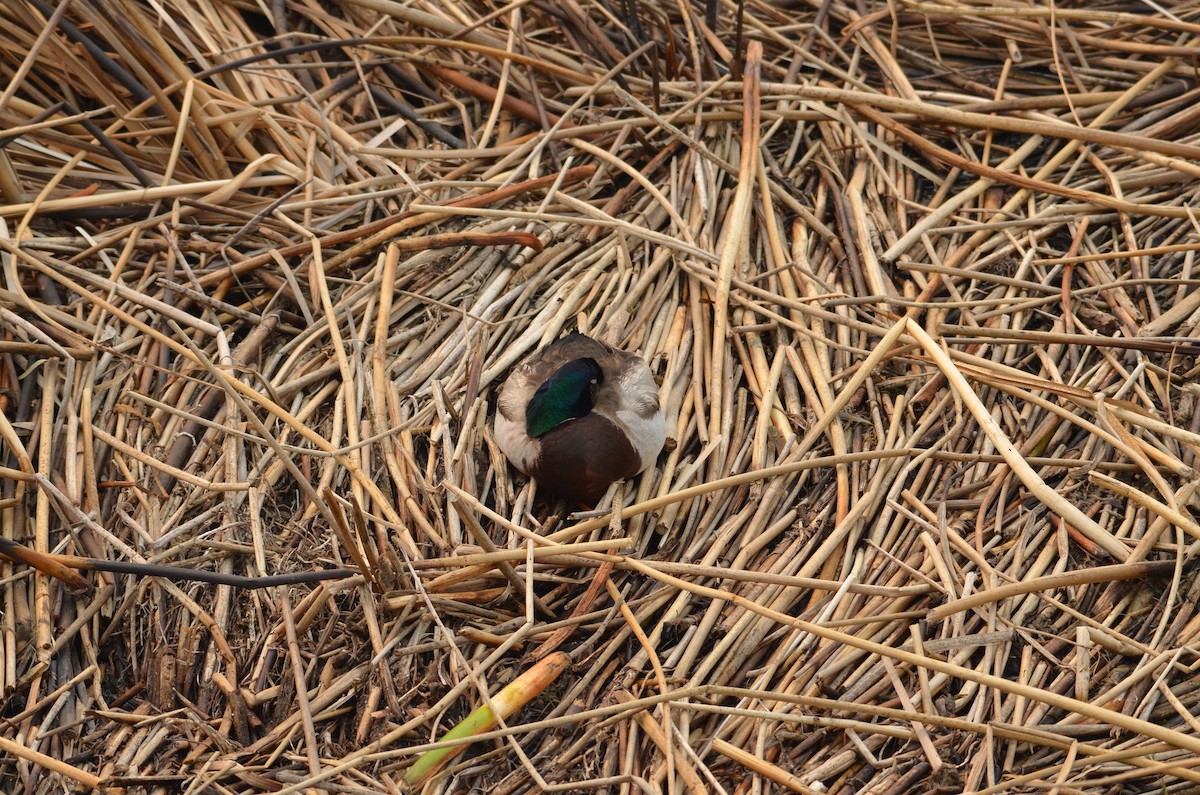 Mallard - Carmen Tavares