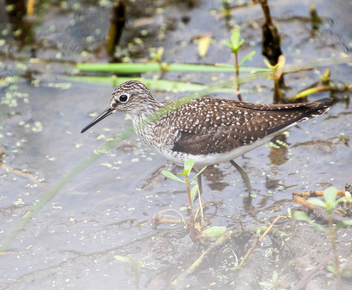 Solitary Sandpiper (solitaria) - ML619541362