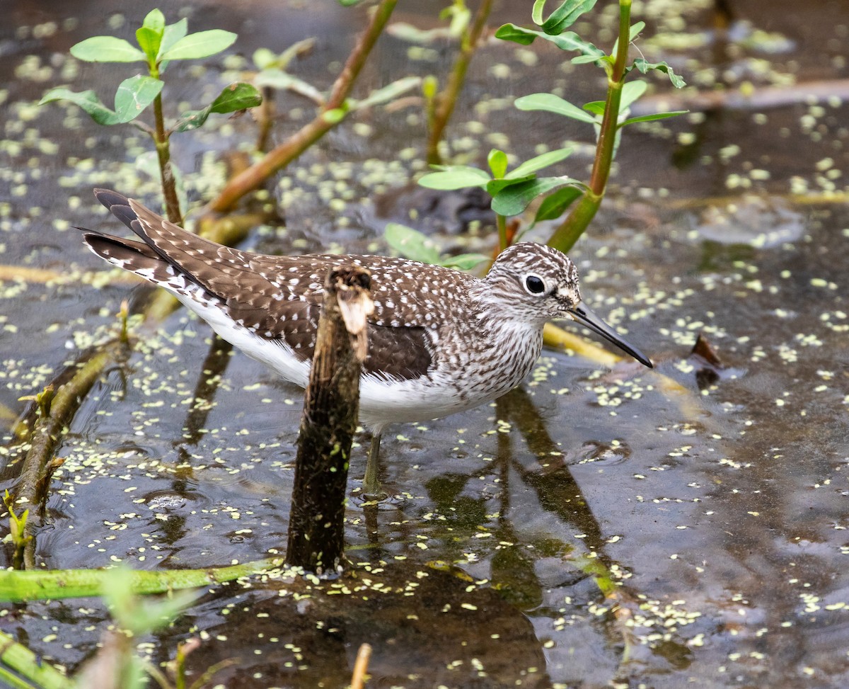 Solitary Sandpiper (solitaria) - William Price