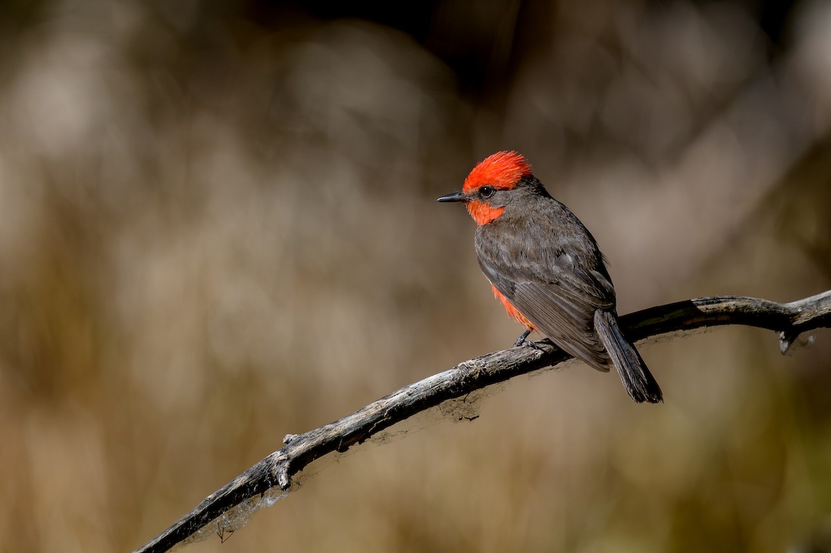 Vermilion Flycatcher - Michael Smith