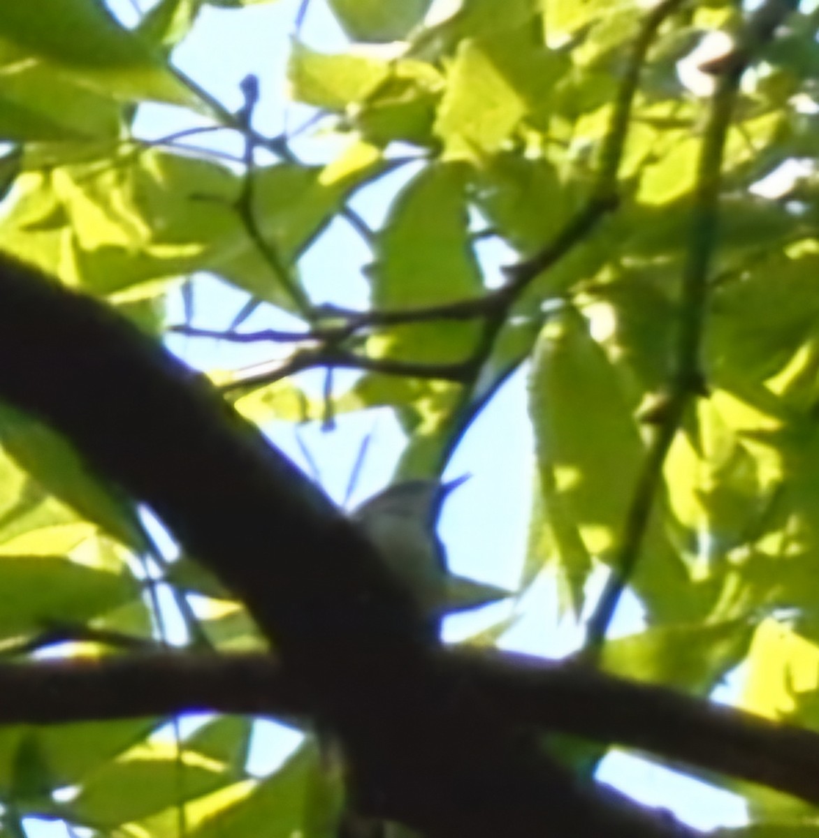 Cerulean Warbler - Christoph Benning