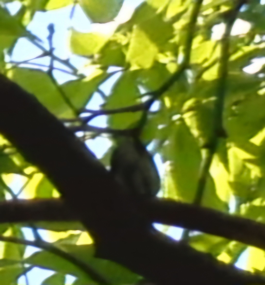 Cerulean Warbler - Christoph Benning