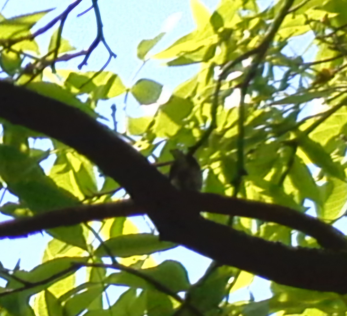 Cerulean Warbler - Christoph Benning