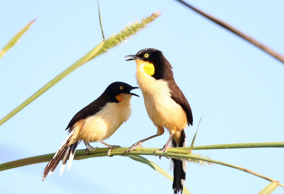 Black-capped Donacobius - Rubélio Souza