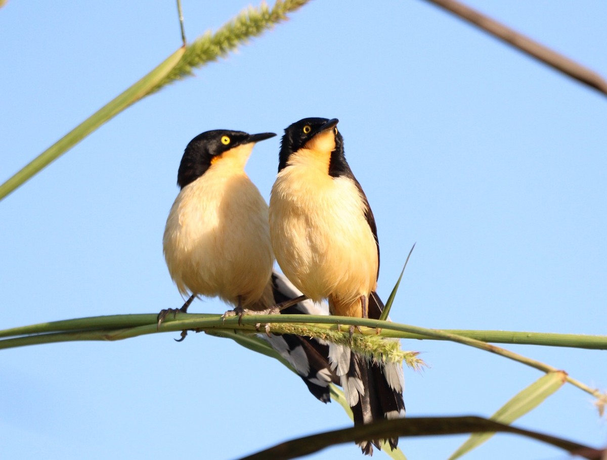 Black-capped Donacobius - Rubélio Souza