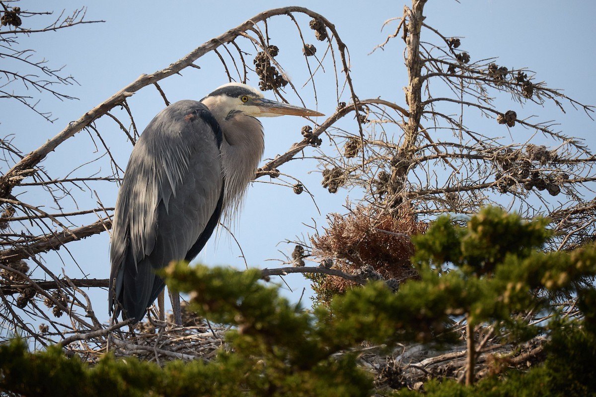 Great Blue Heron - Ed Yong