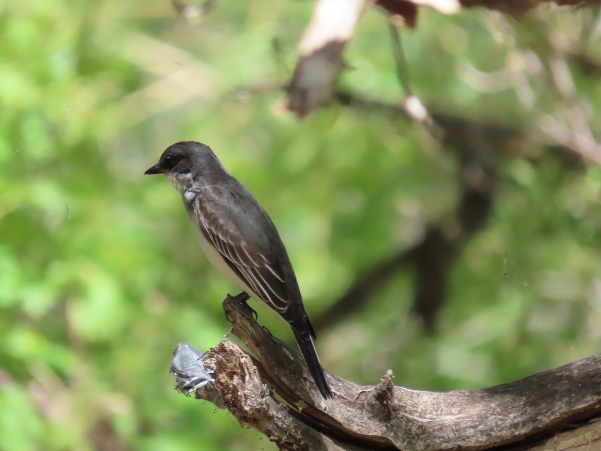 Eastern Kingbird - Tom Curtis