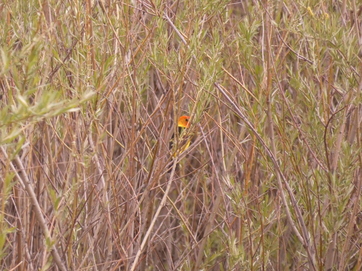 Western Tanager - Wesley McGee