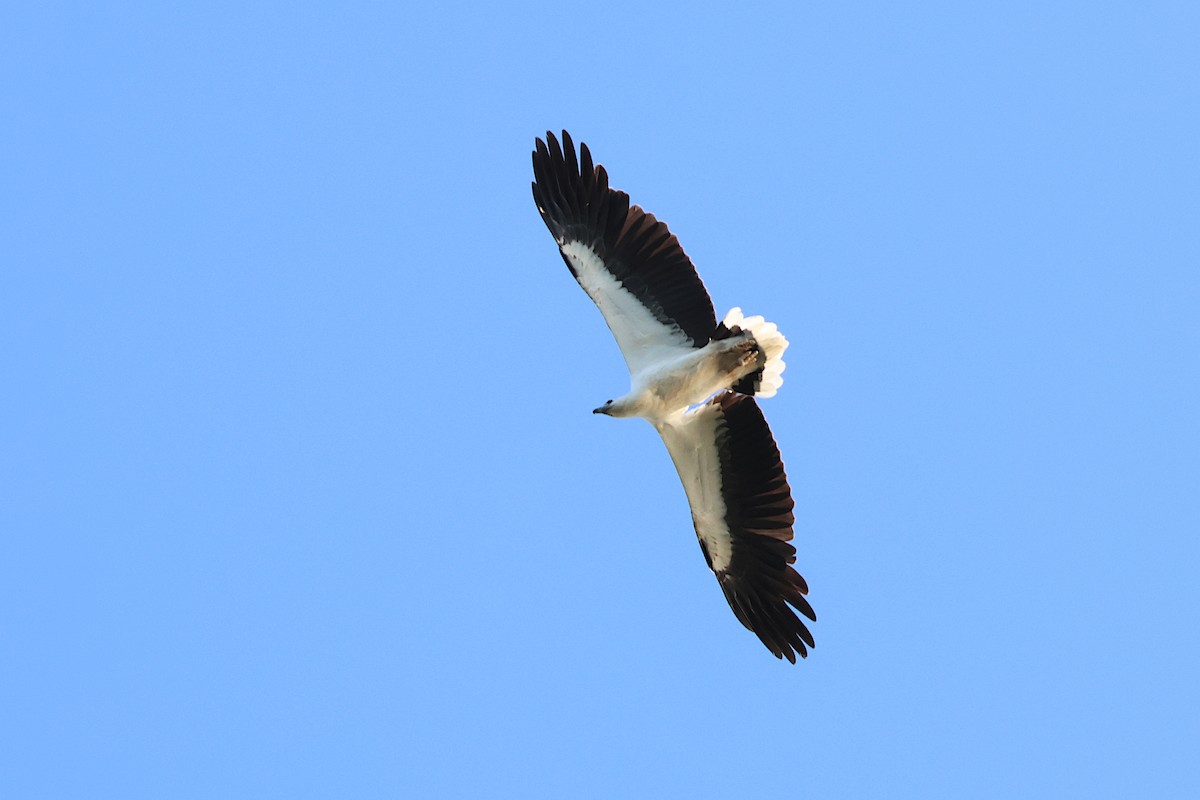 White-bellied Sea-Eagle - Jeremy Lindsell