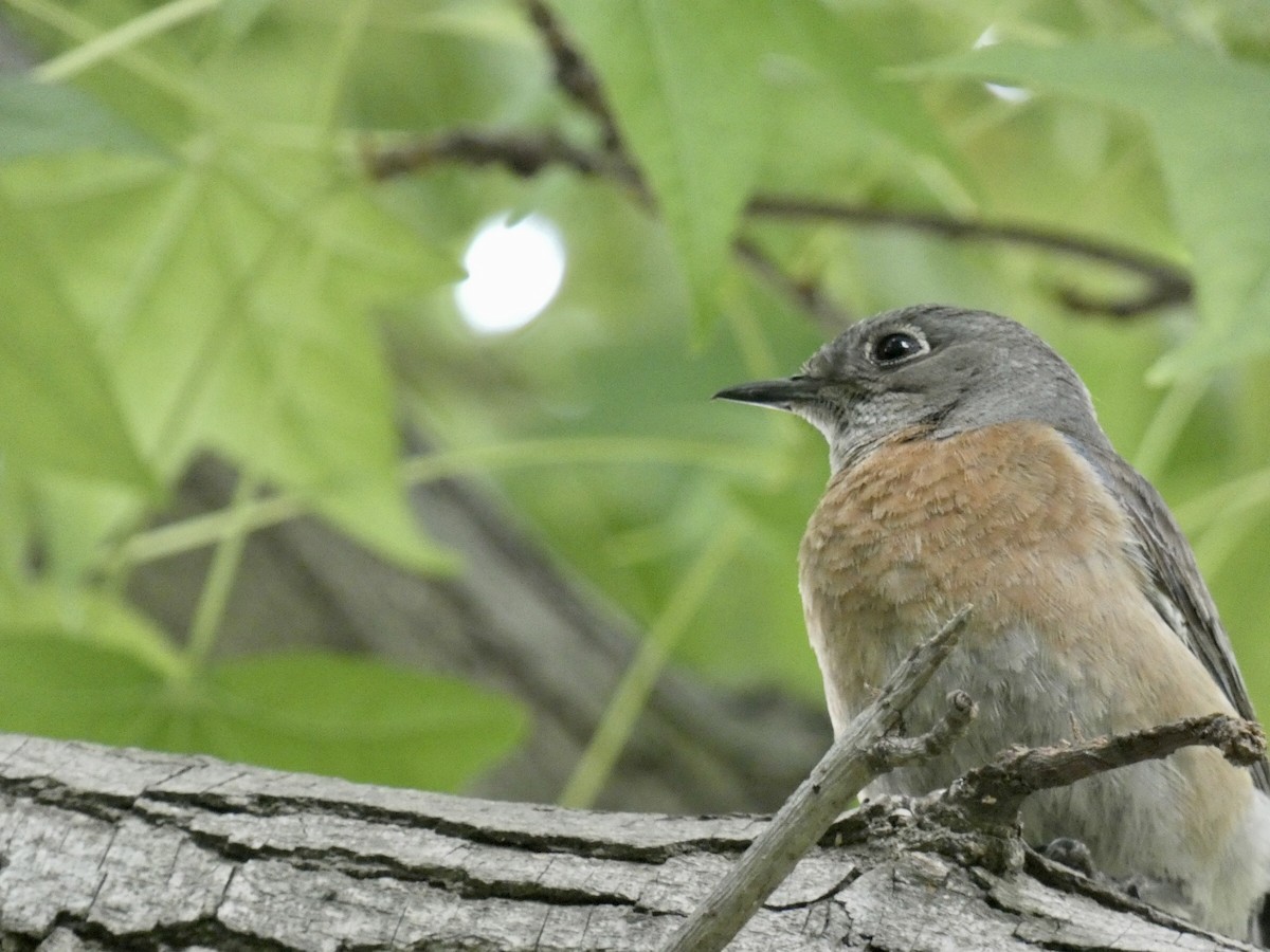 Western Bluebird - Reeve Cowne