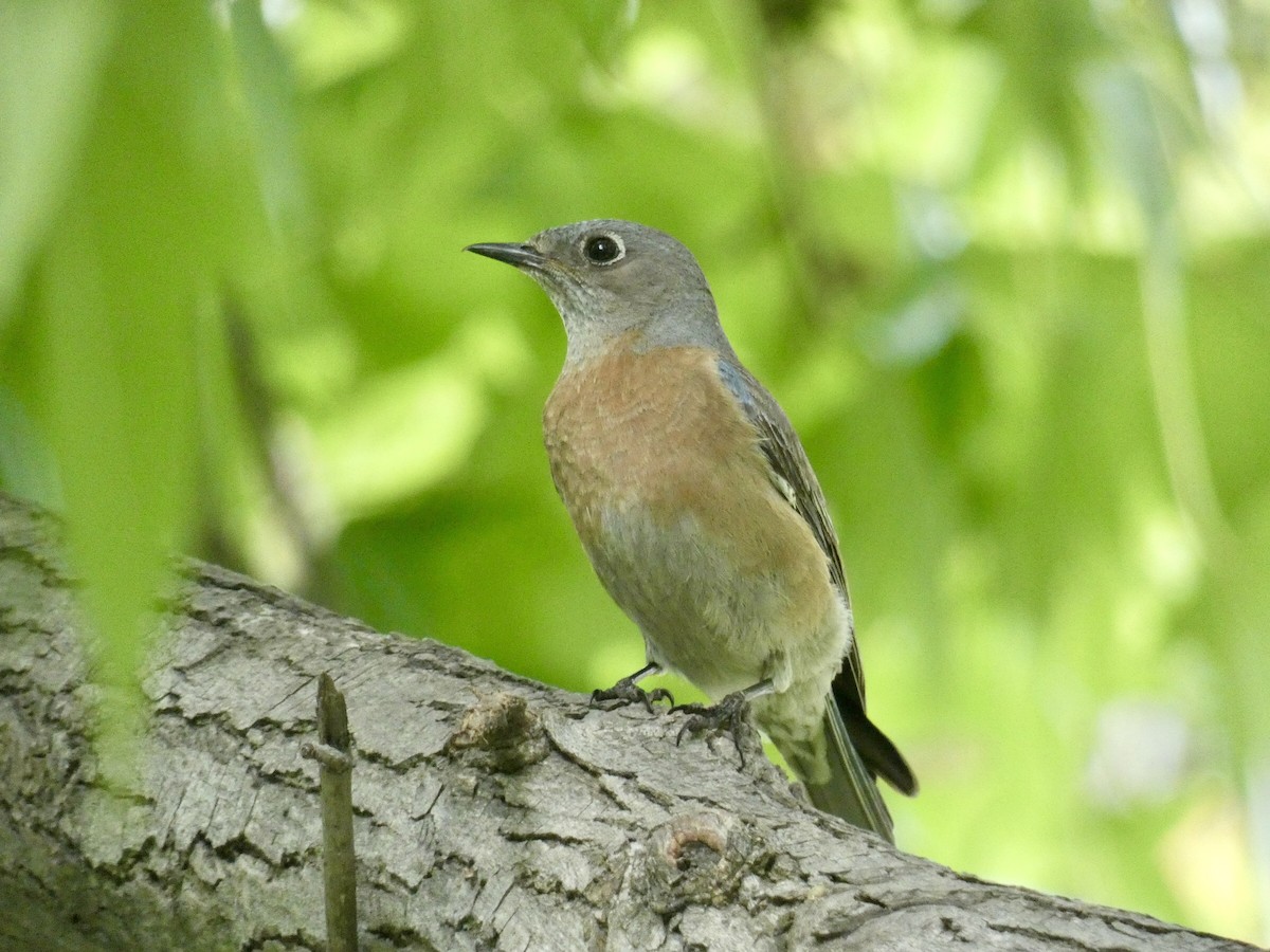 Western Bluebird - Reeve Cowne