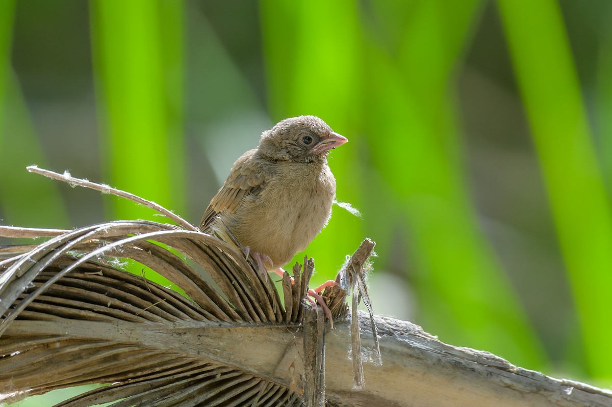 Abert's Towhee - Michael Smith