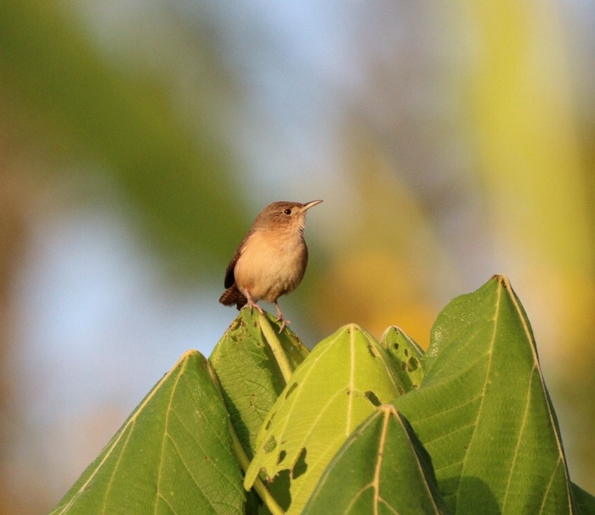 House Wren - Rubélio Souza