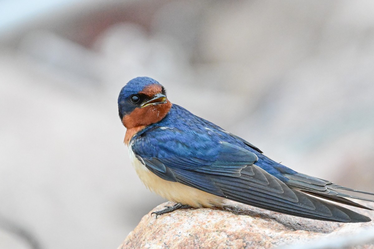 Barn Swallow - Serg Tremblay