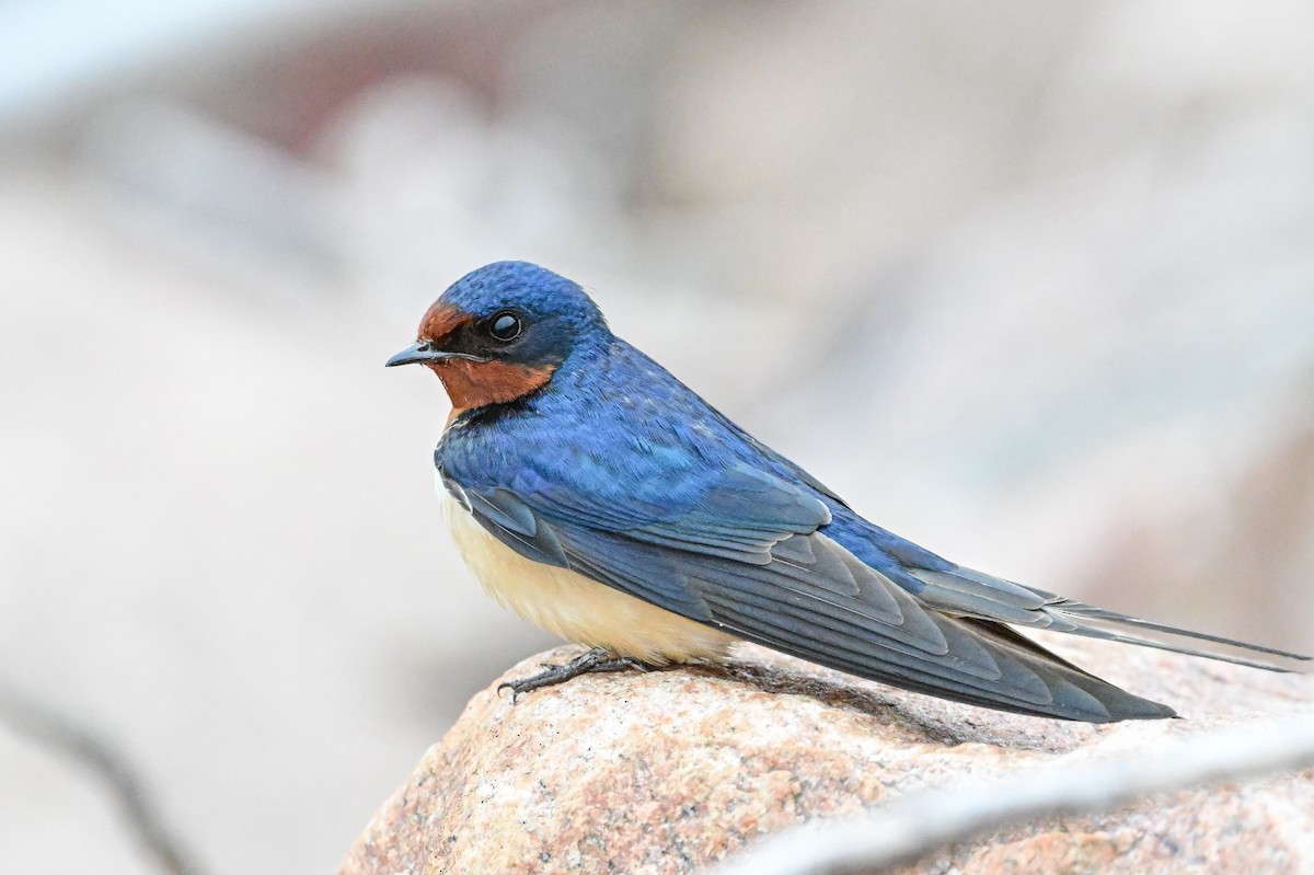 Barn Swallow - Serg Tremblay