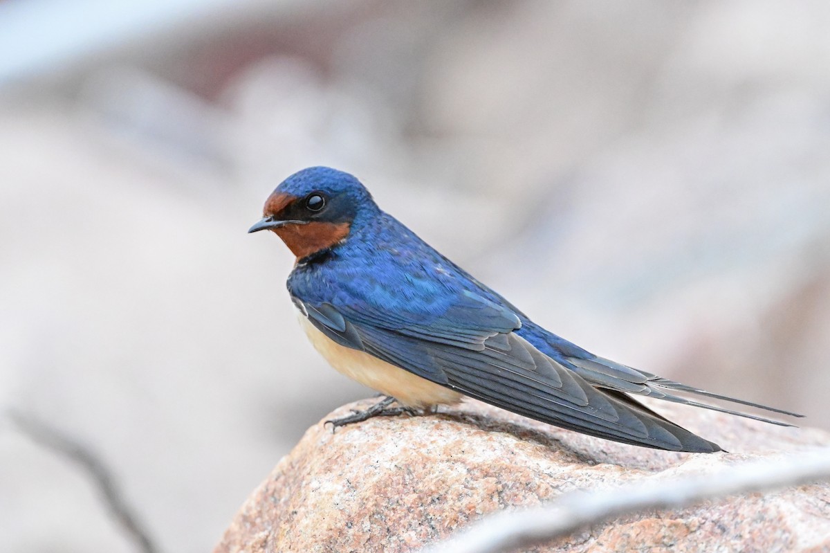 Barn Swallow - Serg Tremblay