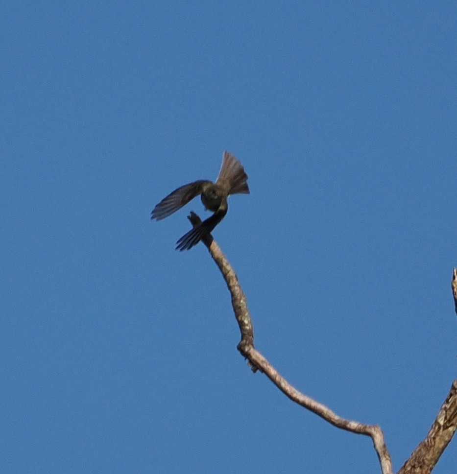 passerine sp. - Evan Schumann