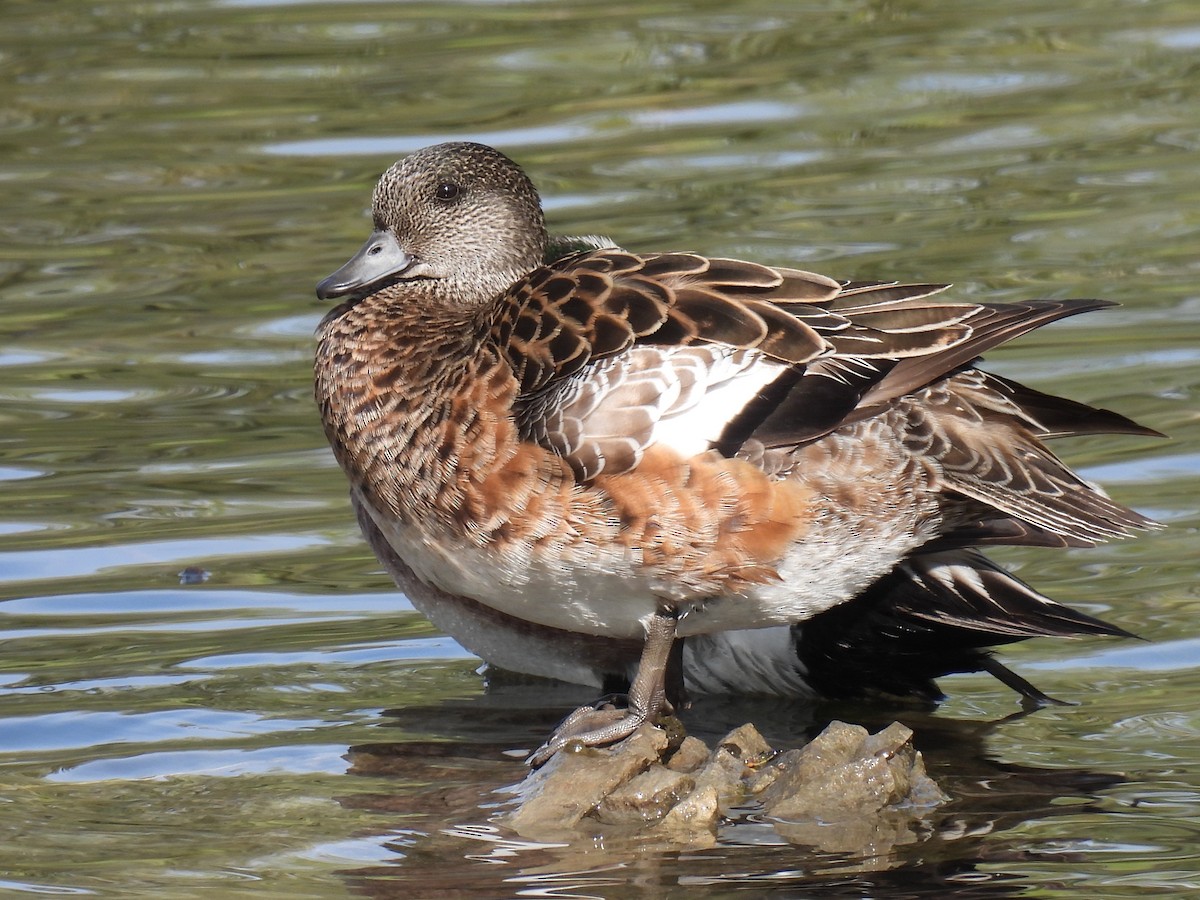 American Wigeon - Pam Hawkes