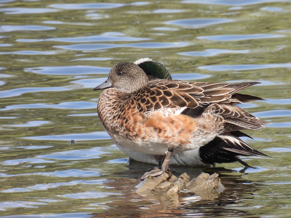 American Wigeon - Pam Hawkes