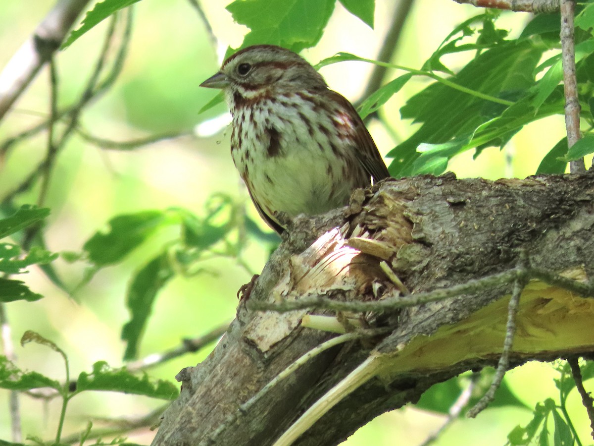 Song Sparrow - Tom Curtis