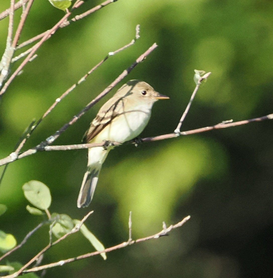 Empidonax sp. - Evan Schumann