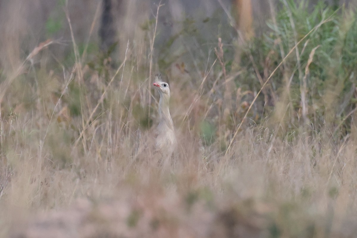 Red-legged Seriema - Hubert Stelmach