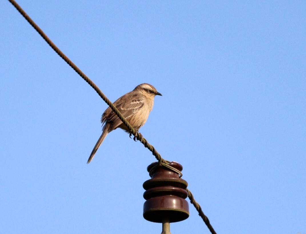 Chalk-browed Mockingbird - Rubélio Souza