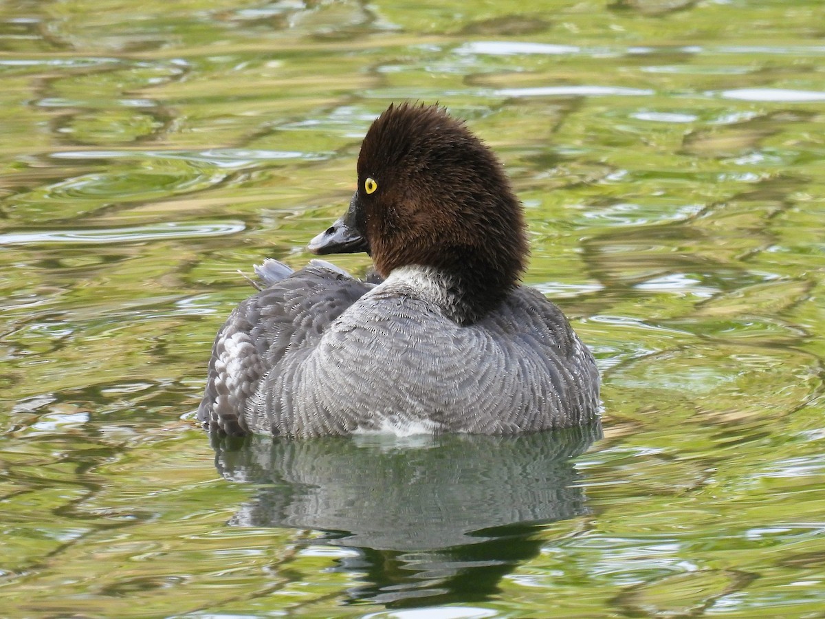 Common Goldeneye - Pam Hawkes