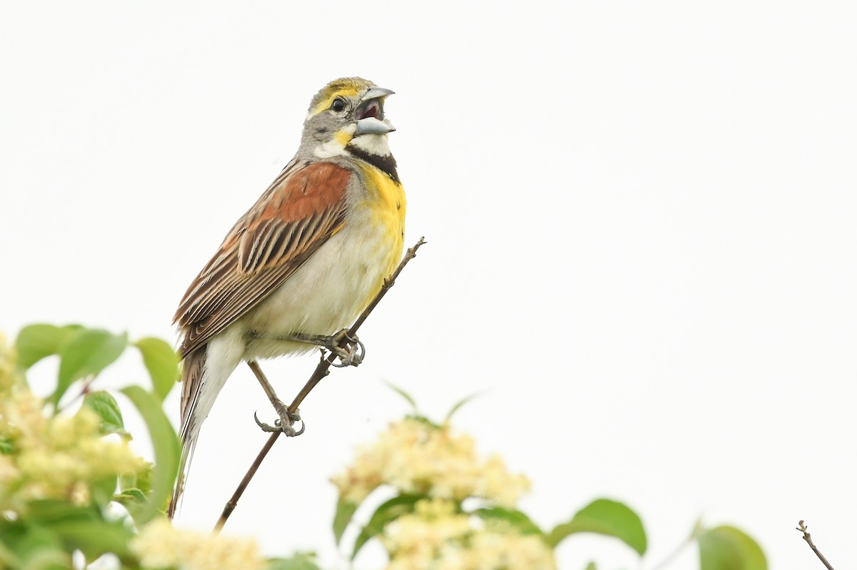 Dickcissel - Manny Salas