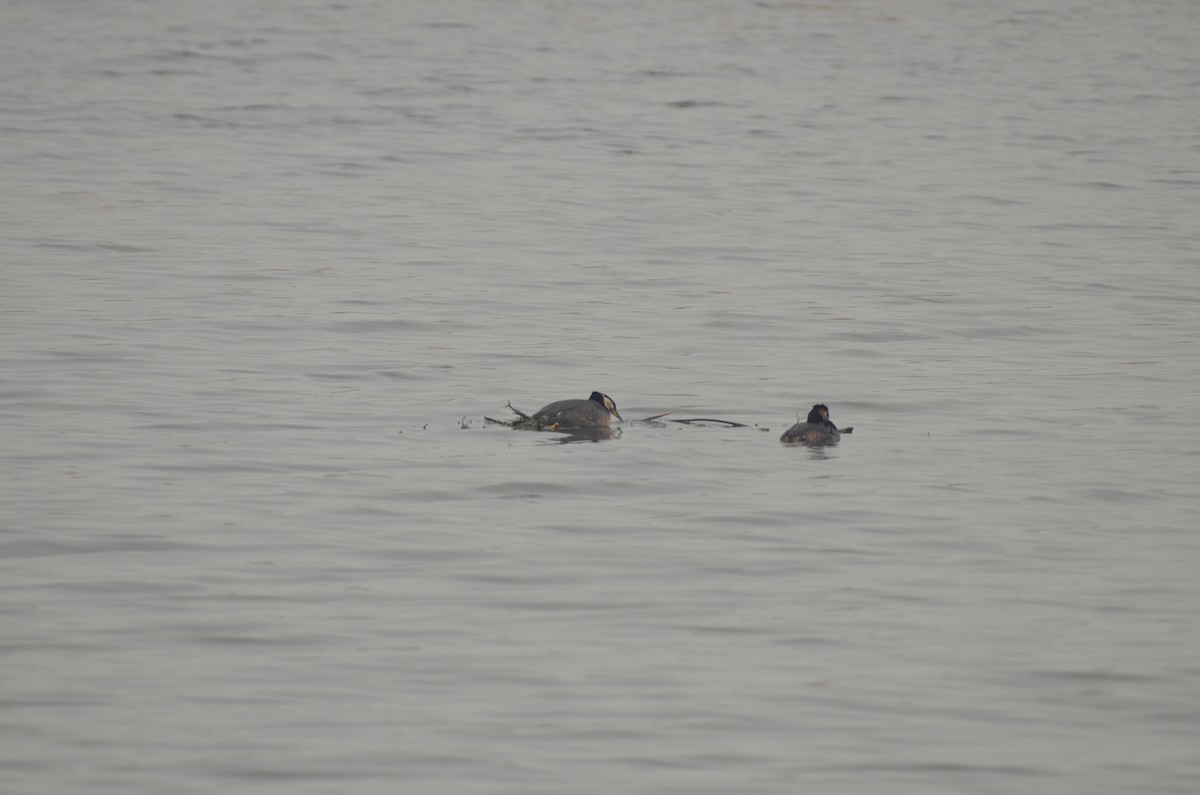 Red-necked Grebe - Carmen Tavares