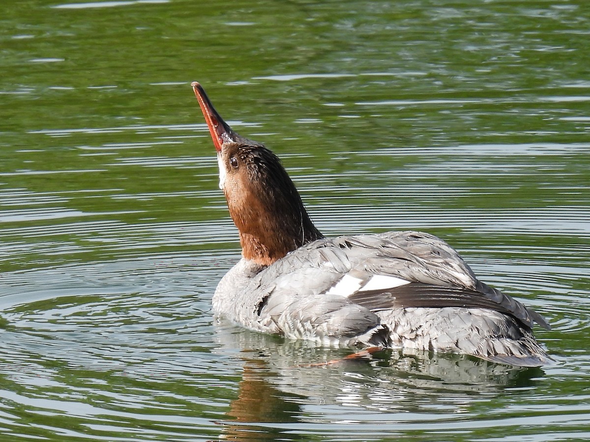 Common Merganser - Pam Hawkes