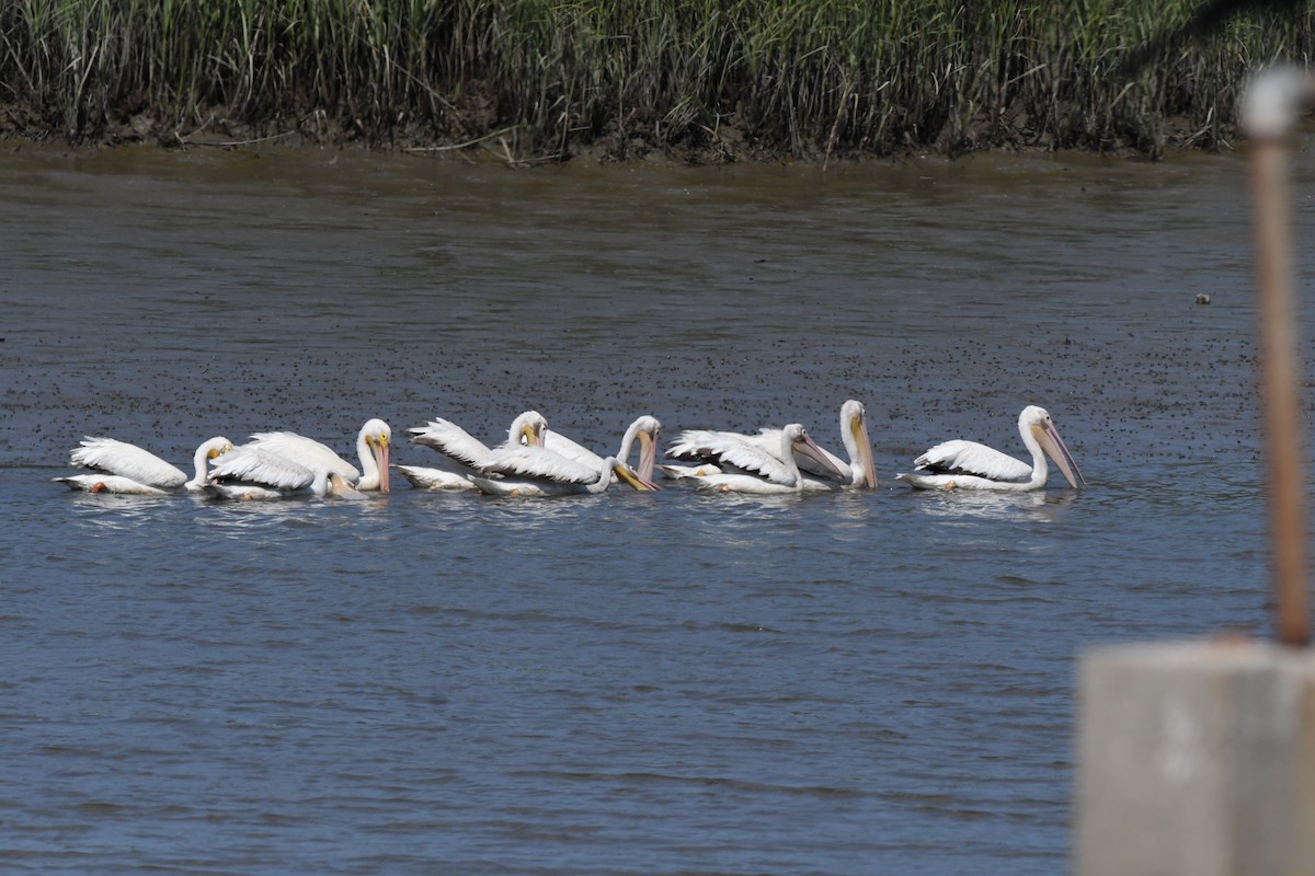 American White Pelican - James White