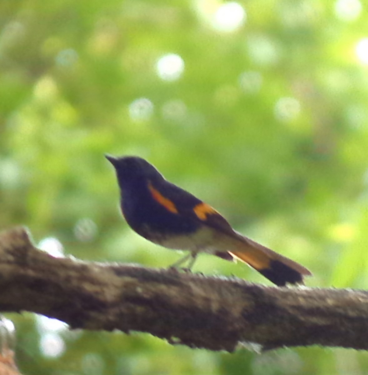 American Redstart - Christoph Benning