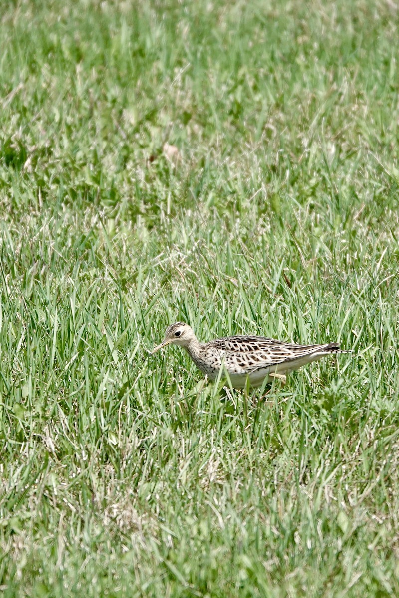 Upland Sandpiper - Michel Robert