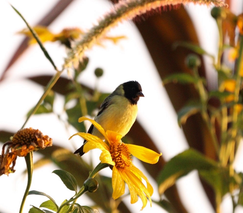 Hooded Siskin - Rubélio Souza