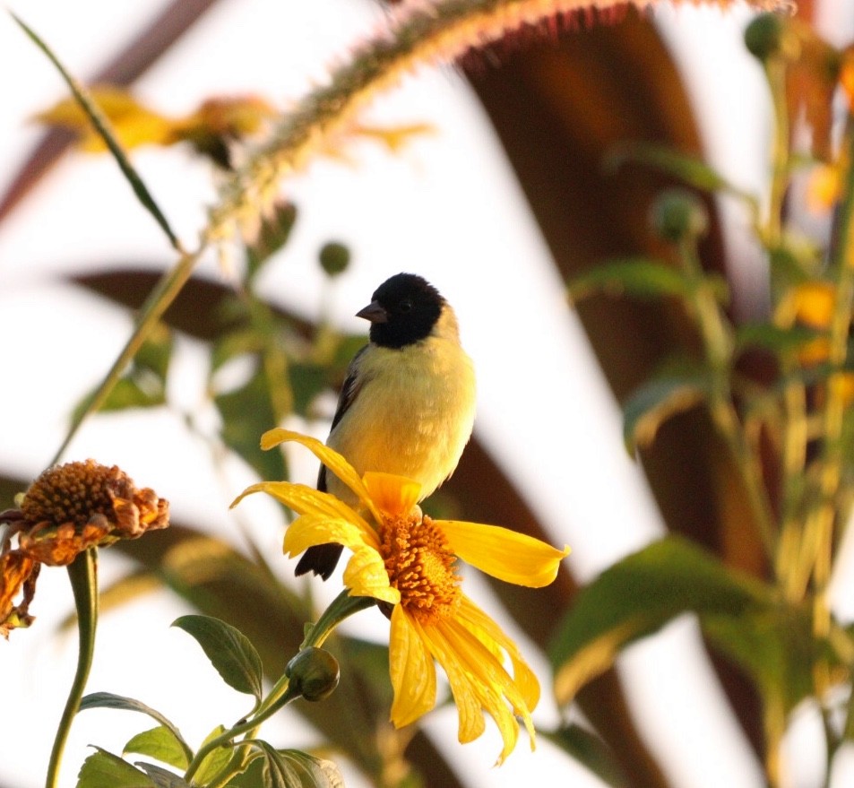 Hooded Siskin - Rubélio Souza