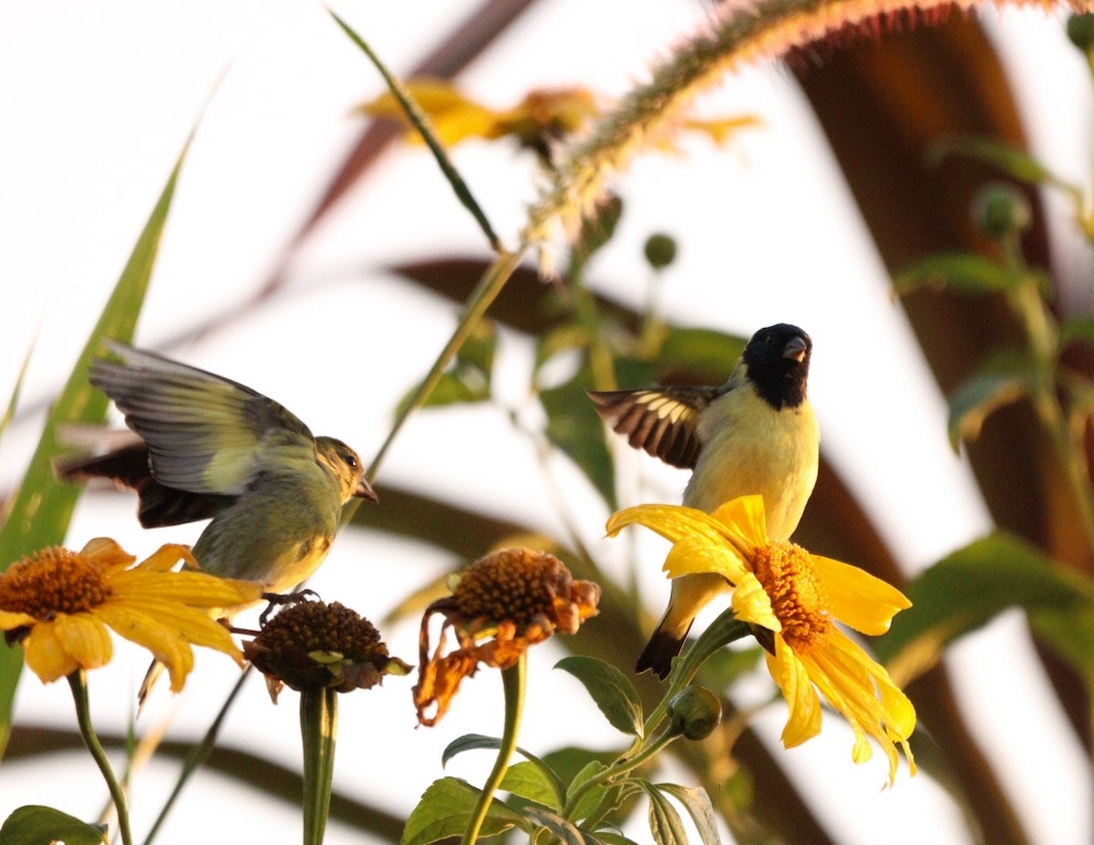 Hooded Siskin - Rubélio Souza