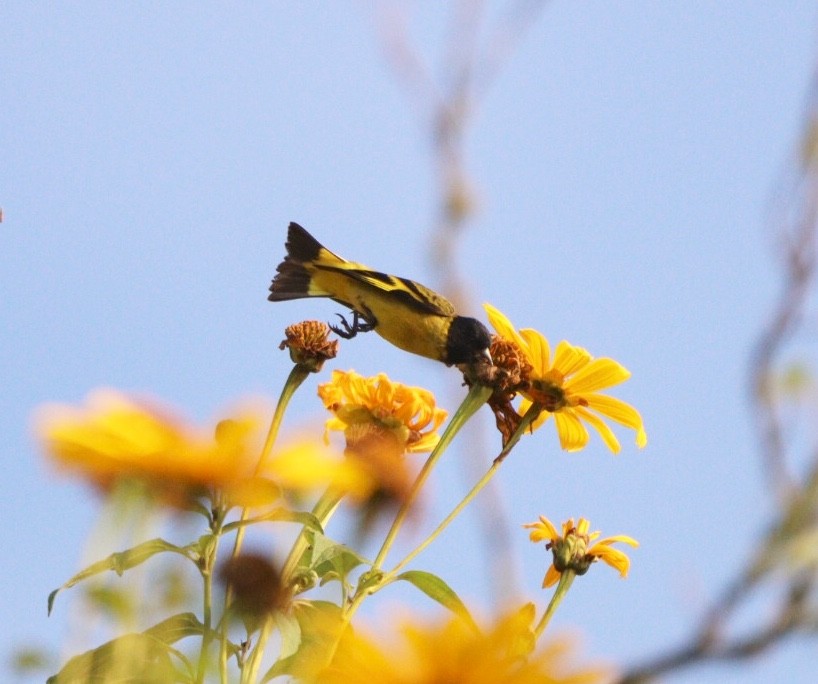 Hooded Siskin - Rubélio Souza