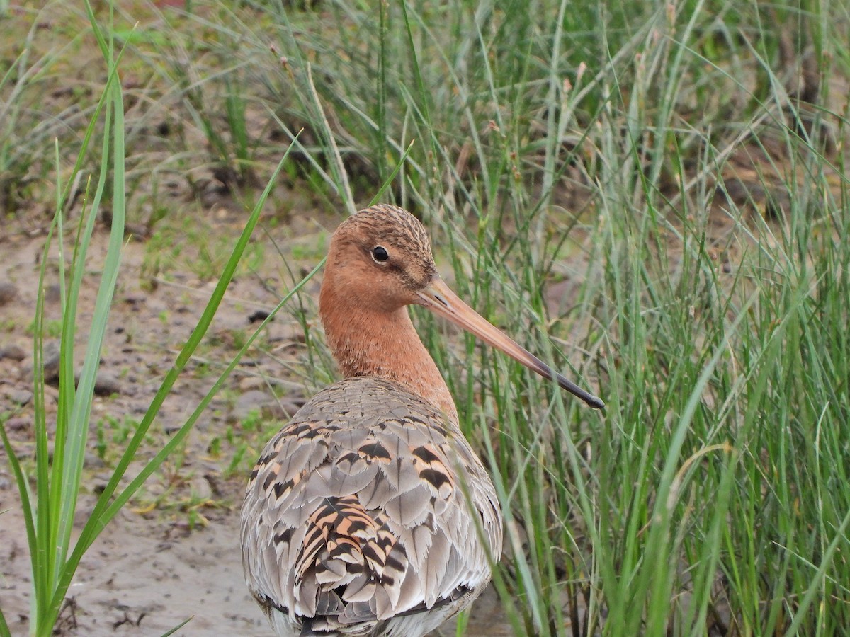 Black-tailed Godwit - Haydee Huwel