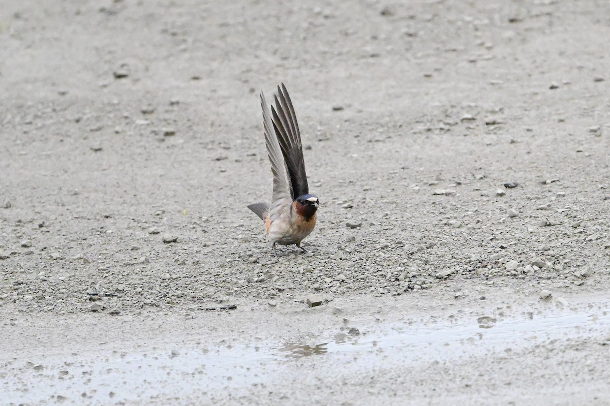 Cliff Swallow - Serg Tremblay