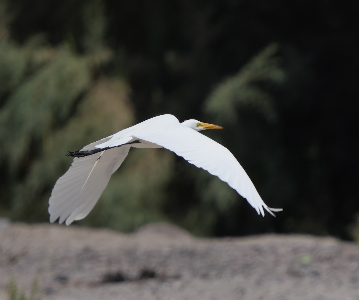 Great Egret - John Rhoades