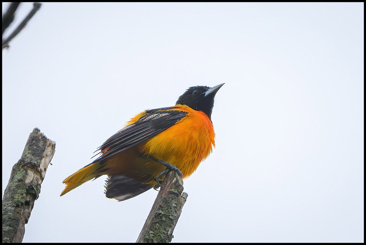 Baltimore Oriole - Jim Emery