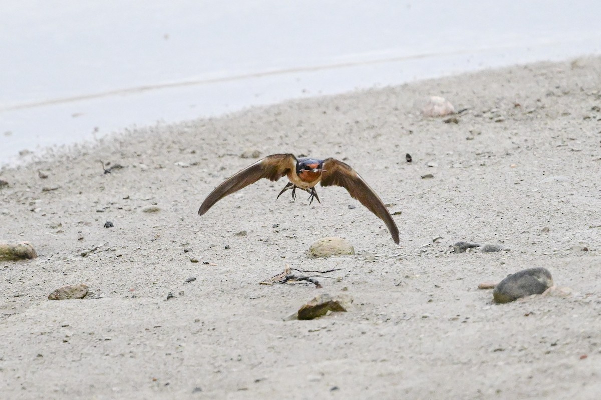 Barn Swallow - Serg Tremblay