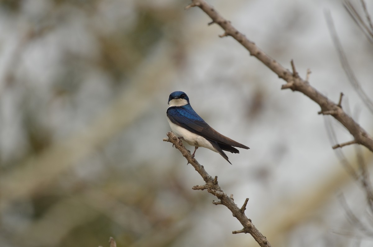 Tree Swallow - Carmen Tavares