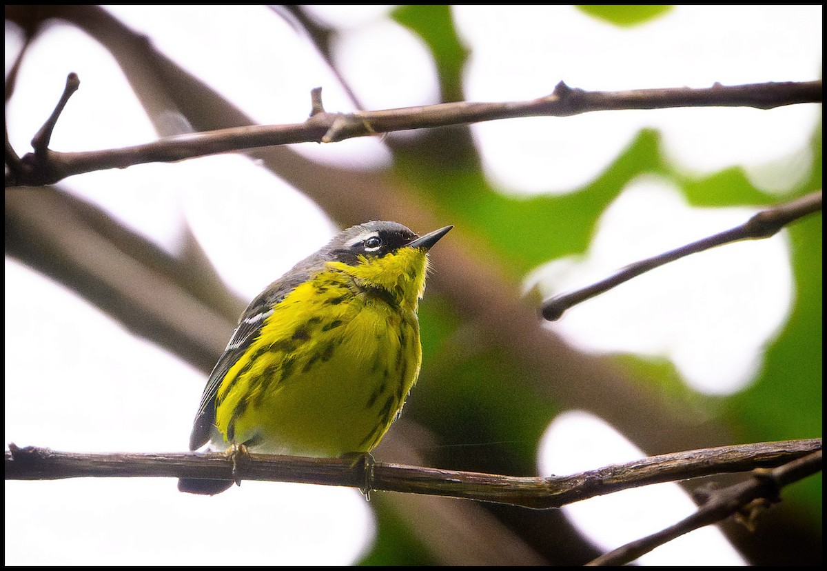 Magnolia Warbler - Jim Emery