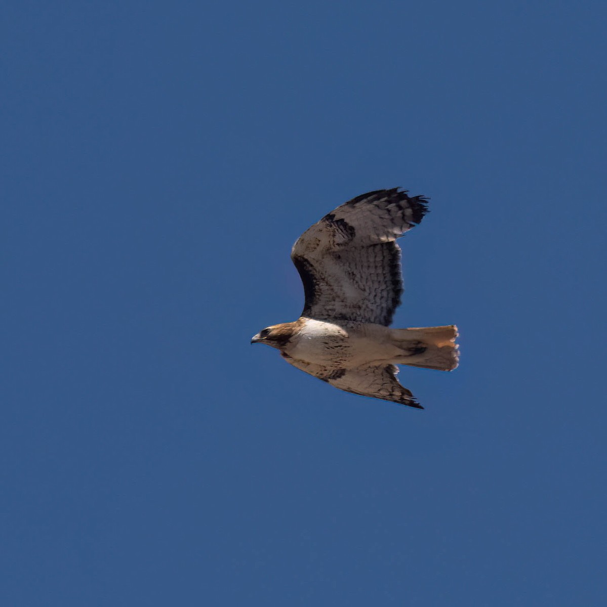 Red-tailed Hawk (calurus/alascensis) - Bob Foehring