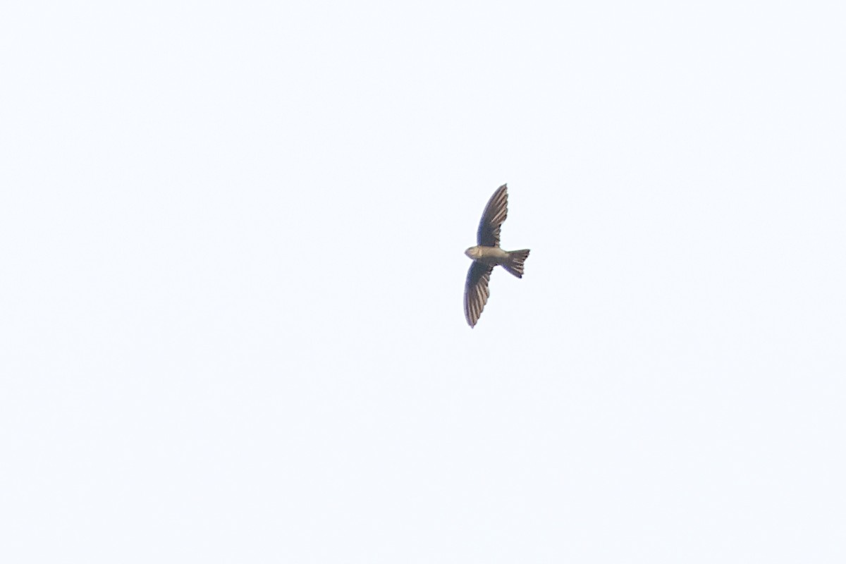 dark swiftlet sp. - Jeremy Lindsell