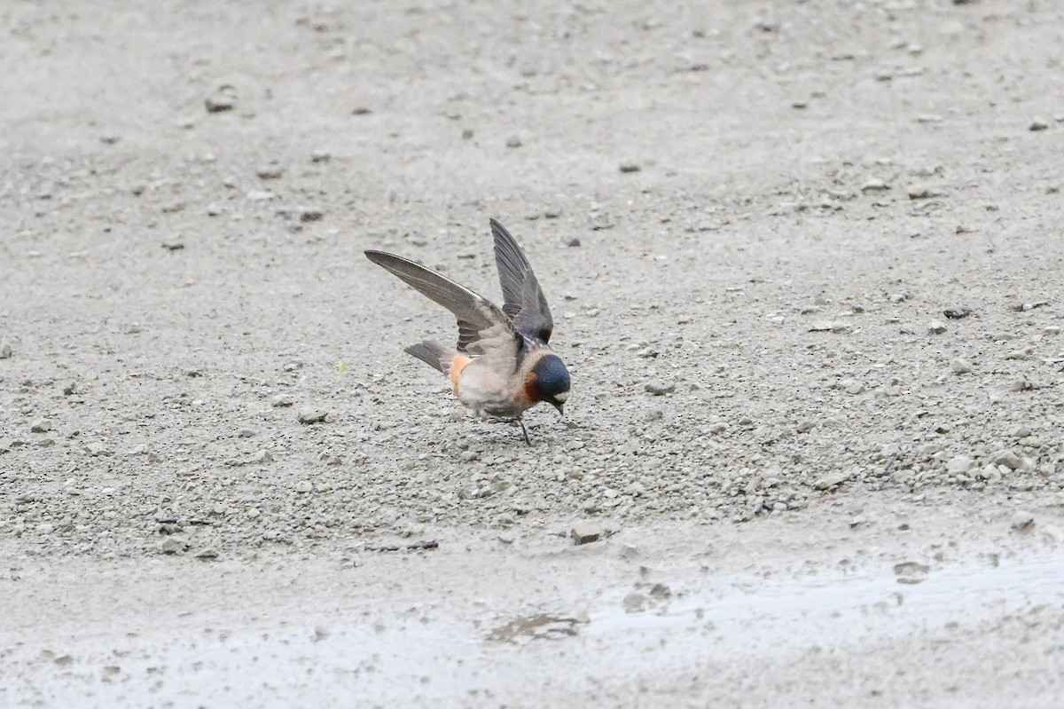 Cliff Swallow - Serg Tremblay