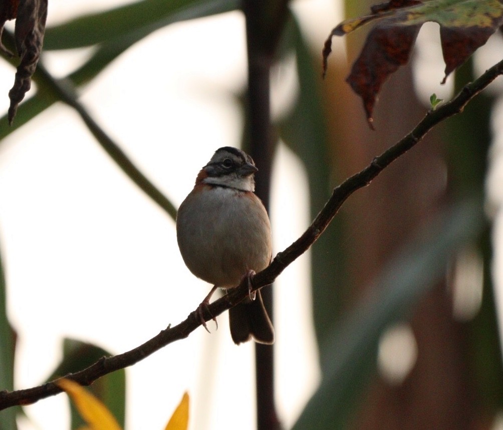 Rufous-collared Sparrow - Rubélio Souza